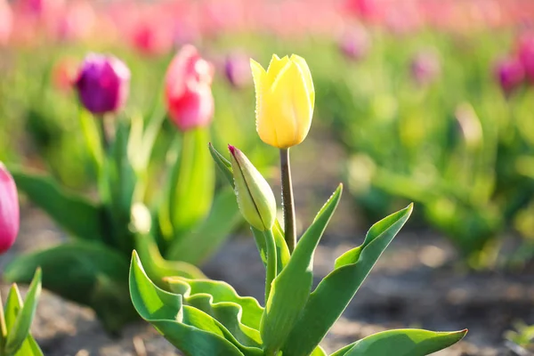 Vue rapprochée de belle tulipe fraîche avec des gouttes d'eau sur le terrain, espace pour le texte. Floraison des fleurs printanières — Photo