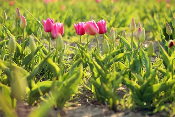 Feld mit frischen schönen Tulpen. blühende Frühlingsblumen — Stockfoto