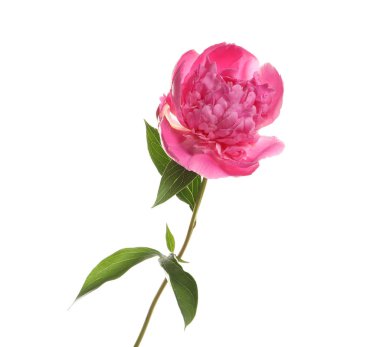 Beyaz arka planda kokulu parlak şakayık. Güzel Bahar çiçeği