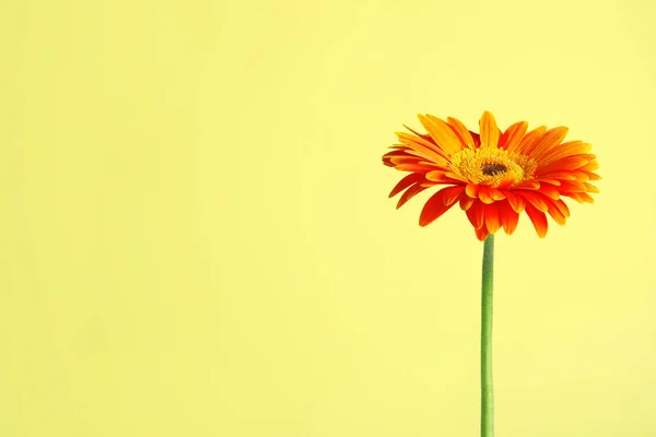 Mooie heldere Gerbera bloem op kleur achtergrond. Ruimte voor tekst — Stockfoto