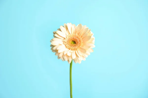 Mooie heldere Gerbera bloem op kleur achtergrond — Stockfoto