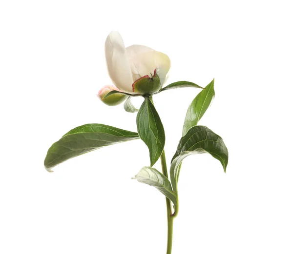 흰색 배경에 향기로운 모란. 아름다운 봄 꽃 — 스톡 사진