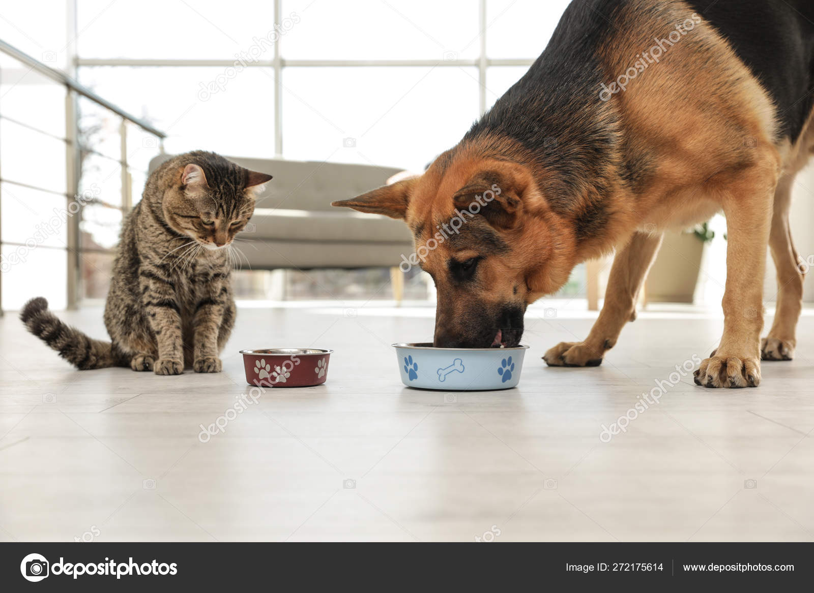 Сухой собачий корм белка стрелка. Корм для собак можно давать кошкам. Корм зоогурман для кошек отзывы. Лакомства абба. Еда для домашних животных.