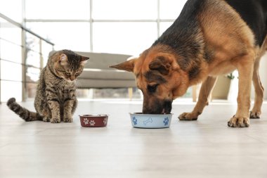 Tabby kedi ve köpek zemin kapalı yerde kase yeme. Komik arkadaşlar