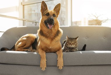 Kedi ve köpek birlikte kanepede kapalı. Komik arkadaşlar