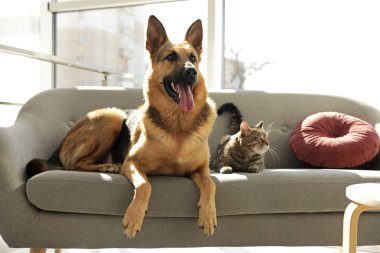 Kedi ve köpek birlikte kanepede kapalı. Komik arkadaşlar
