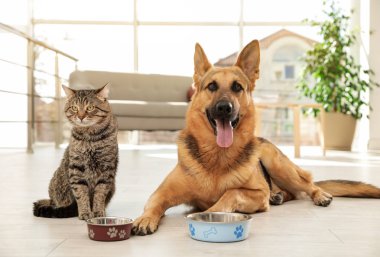 Kedi ve köpek birlikte iç mekanlarda yem kase ile. Komik arkadaşlar