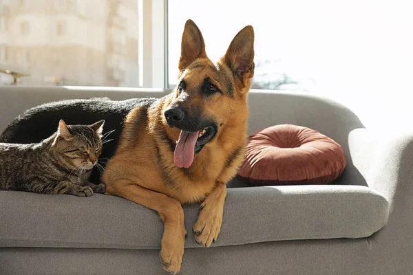 Cat and dog together on sofa indoors. Funny friends