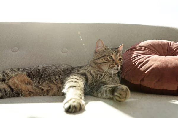 Schattig gestreepte kat liggend op gezellige sofa binnenshuis — Stockfoto