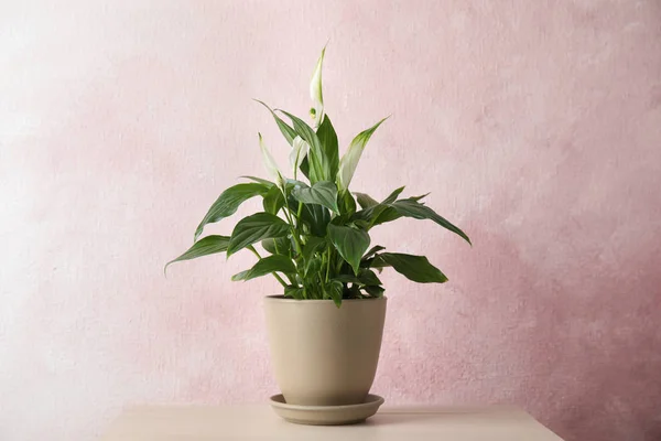 Spathiphyllum planta en maceta en la mesa cerca de la pared de color. Decoración del hogar —  Fotos de Stock