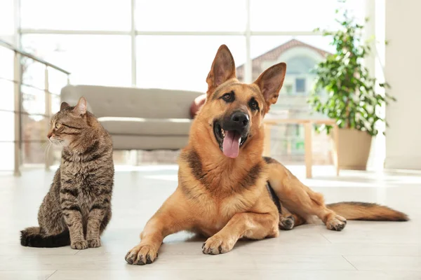 Gato e cão juntos no chão dentro de casa. Amigos engraçados — Fotografia de Stock