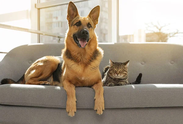 Gato y perro juntos en el sofá interior. Amigos divertidos — Foto de Stock