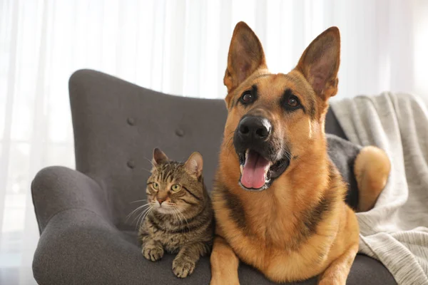 Gato y perro juntos en el sofá interior. Amigos divertidos —  Fotos de Stock