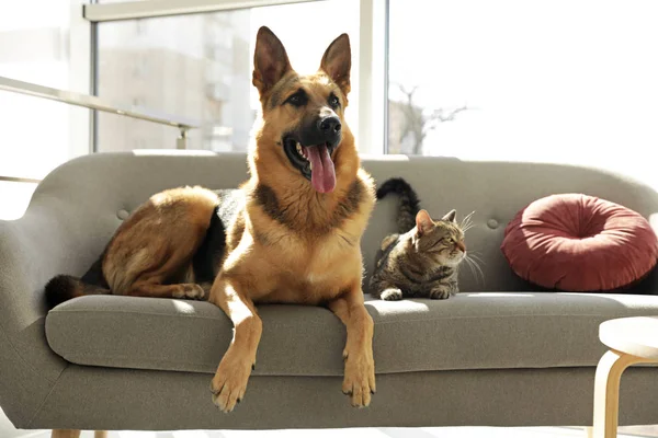 Kot i pies razem na kanapie w pomieszczeniu. Śmieszne przyjaciele — Zdjęcie stockowe