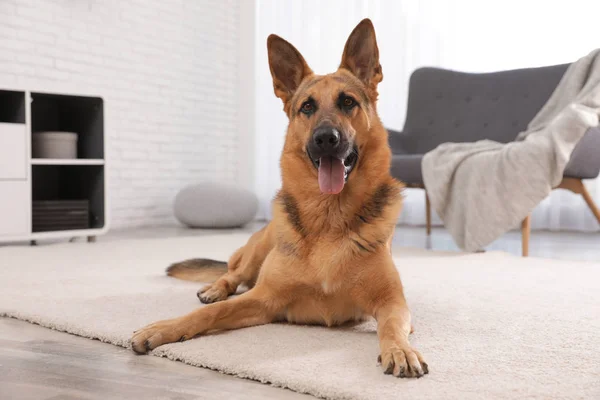 German shepherd on floor in living room — Stock Photo, Image