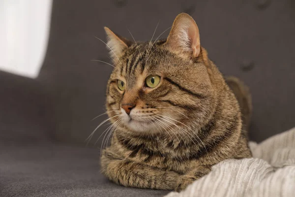 Милая полосатая кошка лежит на диване с клеткой — стоковое фото