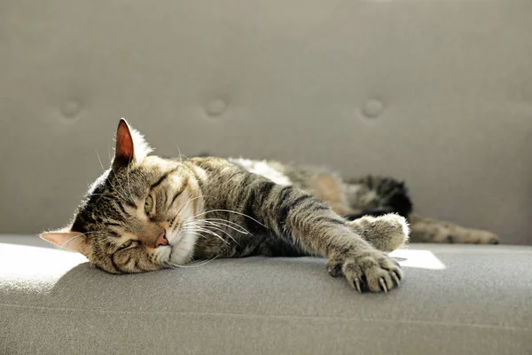居心地の良いソファに横たわっているかわいい縞模様の猫 — ストック写真