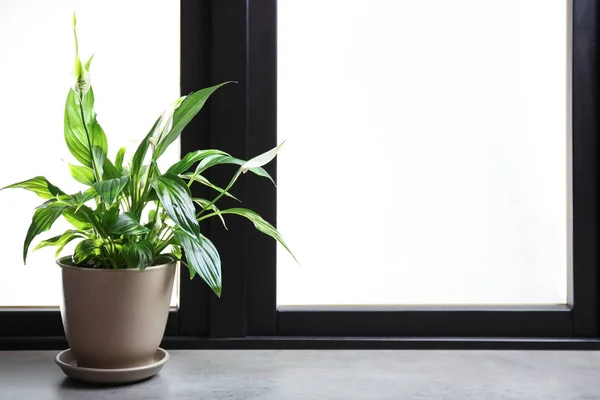 Pot with peace lily on windowsill, space for text. House plant — Stock Photo, Image