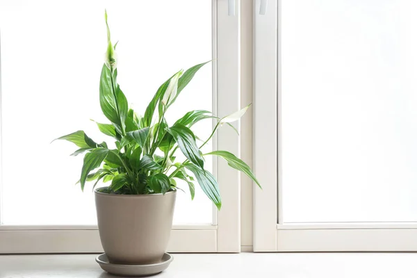 Pot dengan bunga bakung damai di jendela, ruang untuk teks. Tanaman rumah — Stok Foto