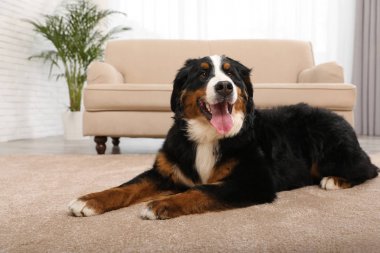Bernese dağ köpeği oturma odasında halı üzerinde yatan