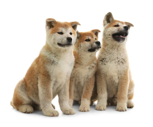 Bonito filhotes akita inu isolados em branco — Fotografia de Stock