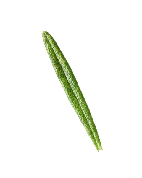 白い背景に新鮮な緑のローズマリーの葉 — ストック写真