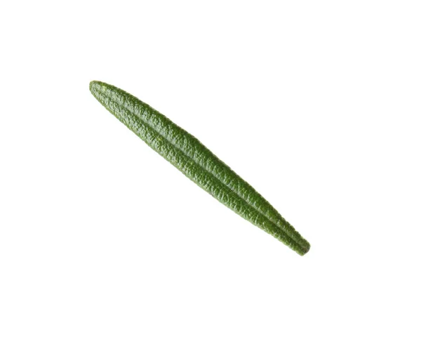 Beyaz arka planda taze yeşil biberiye yaprağı — Stok fotoğraf