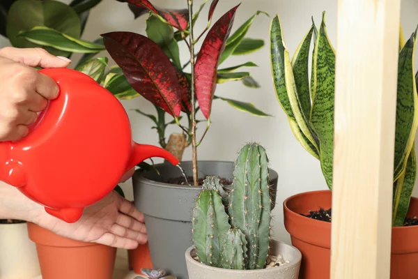 Жінка поливає кімнатні рослини біля стіни вдома, крупним планом — стокове фото