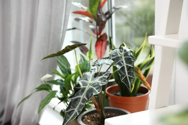 Различные зеленые растения в горшках у окна дома — стоковое фото