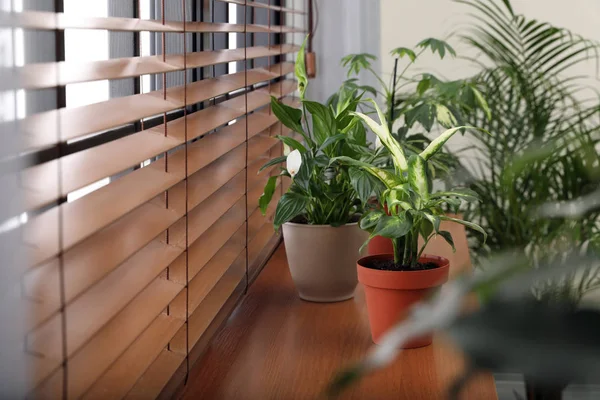 Différentes plantes vertes en pot sur le rebord de la fenêtre à la maison — Photo