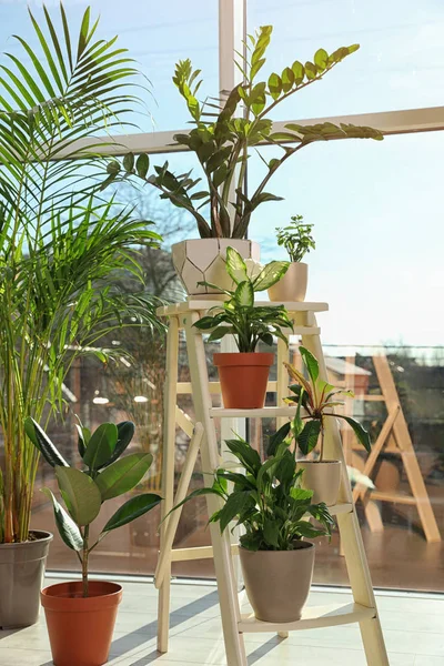 Tanaman pot hijau yang berbeda di dekat jendela di rumah — Stok Foto