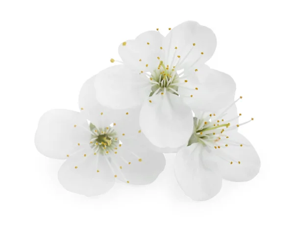 Lindas flores de árvore de primavera florescendo no fundo branco — Fotografia de Stock
