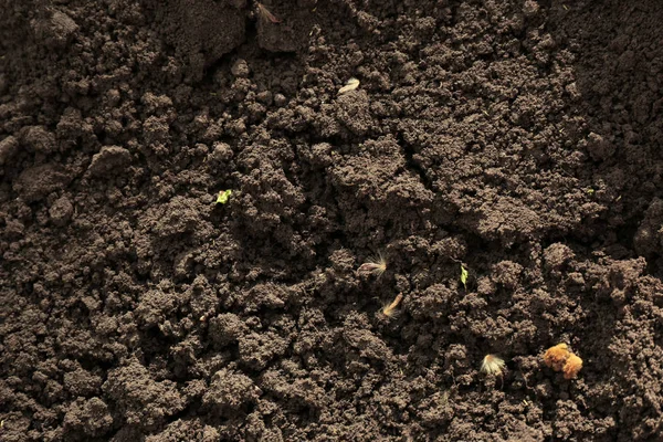 Superficie texturizada del suelo como fondo, vista superior. Suelo fértil para la agricultura y la jardinería — Foto de Stock