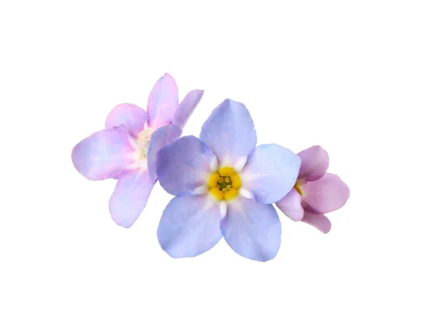 Geweldige lente Forget-me-not bloemen op witte achtergrond — Stockfoto