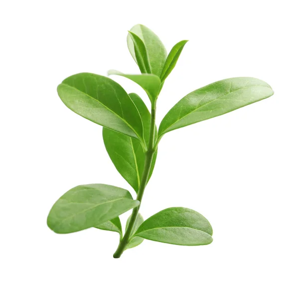 Rama con hojas verdes sobre fondo blanco — Foto de Stock
