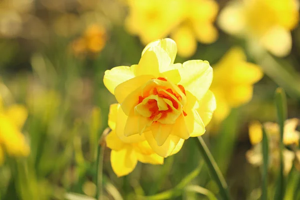 Closeup pohled na krásný čerstvý narcis na poli, místo pro text. Kvetoucí jarní květy — Stock fotografie