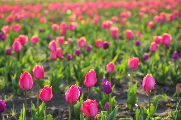 Campo com belas tulipas frescas, espaço para texto. Flores de primavera florescendo — Fotografia de Stock
