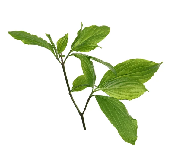 Gren med gröna blad på vit bakgrund — Stockfoto