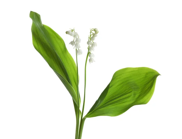 Όμορφο ευωδιαστό κρίνος της κοιλάδας λουλούδια σε λευκό φόντο — Φωτογραφία Αρχείου