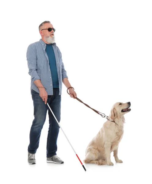 Сліпа людина з довгою тростиною і собакою-поводирем на білому тлі — стокове фото