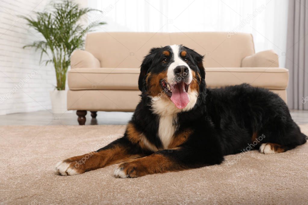 Bernese mountain dog lying on carpet in living room