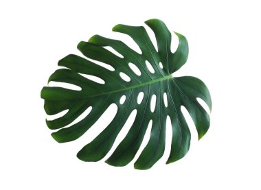 Beyaz üzerinde izole Yeşil taze Monstera yaprak. Tropikal bitki