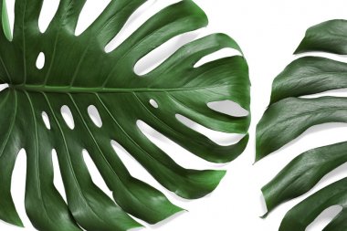 Yeşil taze Monstera beyaz arka planda yaprakları, üst görünüm. Tropikal bitki