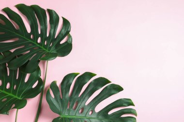 Yeşil taze Monstera renk arka planda yaprakları, düz metin için boşluk ile yatıyordu. Tropikal bitki