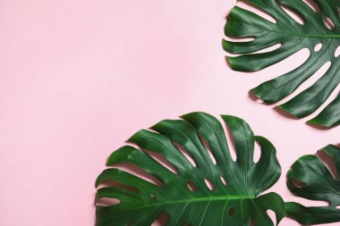 Yeşil taze Monstera renk arka planda yaprakları, düz metin için boşluk ile yatıyordu. Tropikal bitki