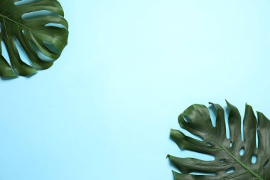 Yeşil taze Monstera renk arka planda yaprakları, düz metin için boşluk ile yatıyordu. Tropikal bitki