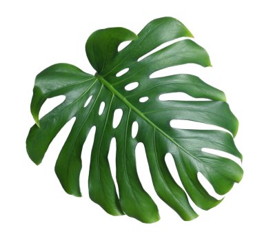 Beyaz üzerinde izole Yeşil taze Monstera yaprak. Tropikal bitki