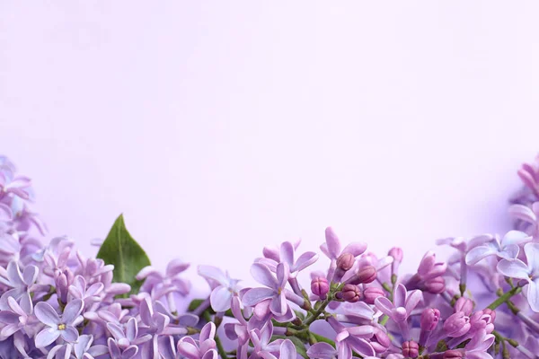 Ανθίζει πασχαλιά λουλούδια στο φόντο χρώμα, κοντινό πλάνο. Χώρος για κείμενο — Φωτογραφία Αρχείου