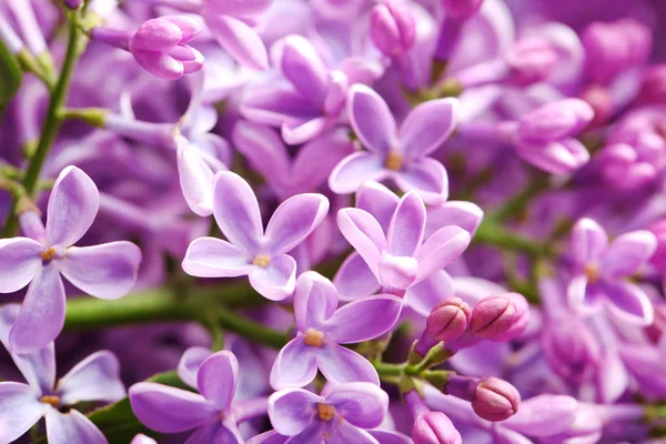 Mooie bloeiende lila als achtergrond, close-up. Lentebloemen — Stockfoto
