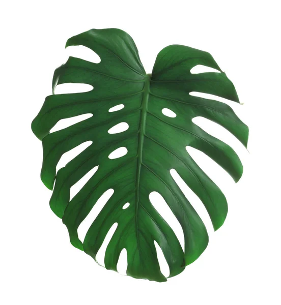 Folha de monstera fresca verde isolada em branco. Plantas tropicais — Fotografia de Stock